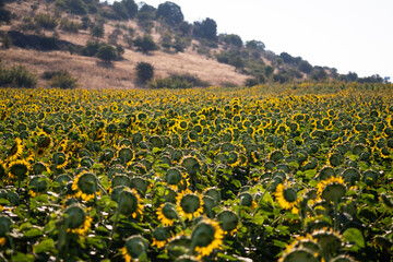 Obraz premium Landscape view of a sunflower field