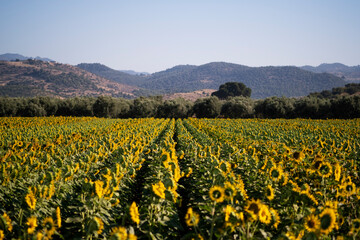 Landscape view of a sunflower field