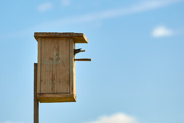 Starling flies out of the birdhouse with a worm in its beak. Feeding their little Chicks.