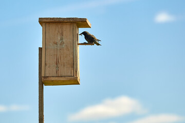 Starling flies out of the birdhouse with a worm in its beak. Feeding their little Chicks.