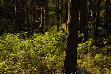 Green pine forest at summer