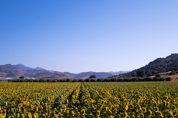 Landscape view of a sunflower field