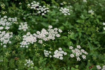 Chaerophyllum temulum