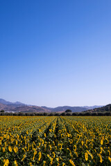 Fototapeta na wymiar Landscape view of a sunflower field