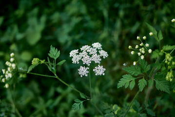 Chaerophyllum temulum