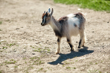 a small, frisky, playful goat, white and gray with horns frolicking on the lawn with the grass at midday in the summer