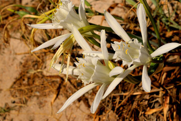 Closeup of a beautiful Pancratium Maritimum white flowers
