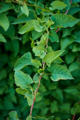 Fallopia baldschuanica