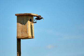 Starling flies out of the birdhouse with a worm in its beak. Feeding their little Chicks.