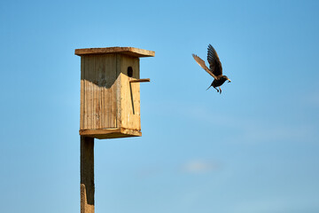 Starling flies out of the birdhouse with a worm in its beak. Feeding their little Chicks.