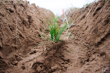 Young pine seedlings. Planting a forest.