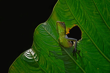 the chameleon is on the hollow leaves