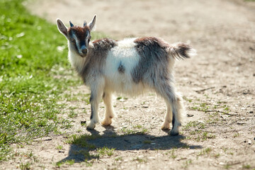 a small, frisky, playful goat, white and gray with horns frolicking on the lawn with the grass at midday in the summer