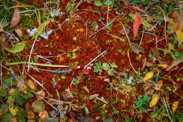 Amazing red moss in mountain forest, close-up. Rich flora of highlands. Natural plant backgrounds.