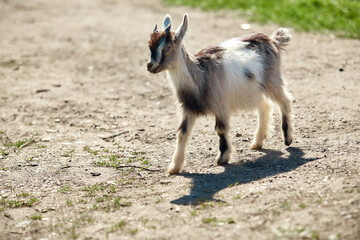 a small, frisky, playful goat, white and gray with horns frolicking on the lawn with the grass at...