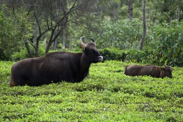 nilgiri gaur world biggest wild cows
