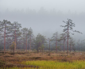 Silhouettes of trees through fog at dawn in a northern swamp in early autumn