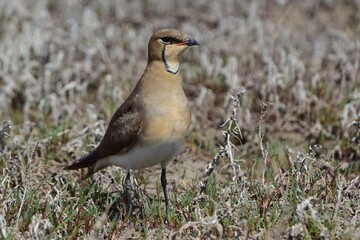 Steppe Tirkushka (Glareola nordmanni) is a rare breeding migrant. It is found mainly in the steppe...