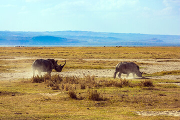 Gorgeous pair wild rhinos
