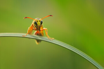 yellow jacket is perched on a leaf