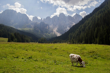 Fototapeta premium DOLOMITES LANDSCAPE 
