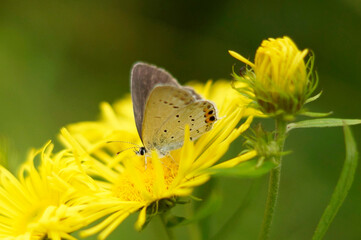 butterfly on yellow flower