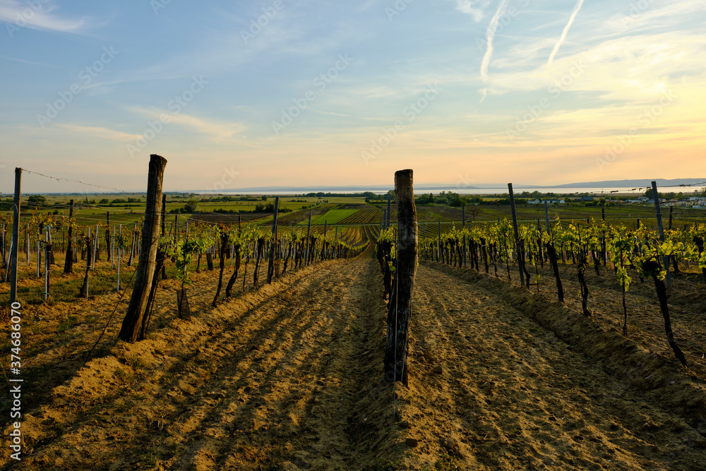 Poster Blick über die Weinberge bei Weiden am See auf die Zitzmannsdorfer Wiesen und den Neusiedler See, Nationalpark Neusiedler See, Burgenland, Österreich