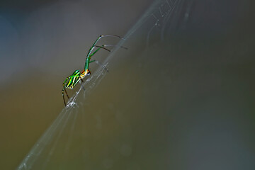 spider on the web