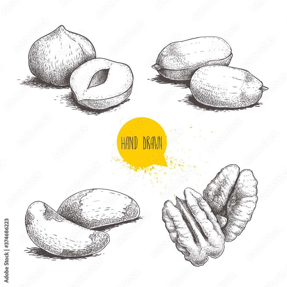Wall mural Hand drawn sketch style nuts set. Hazelnuts, peanuts, Brazilian nuts and pecan groups. Healthy food illustration. Vector drawings isolated on white background. - Wall murals
