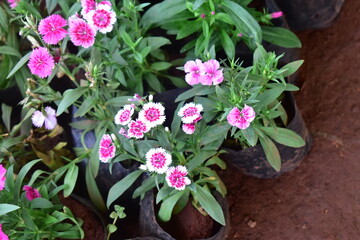 Pink china flower with leaves