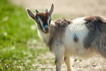 a small, frisky, playful goat, white and gray with horns frolicking on the lawn with the grass at midday in the summer