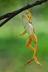 a frog hanging from a tree branch