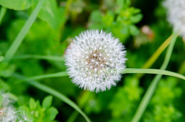 dandelion on green background