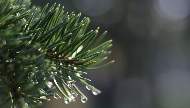 Image of a coniferous tree in the park close-up..Branches of a coniferous tree with dew drops after the rain.