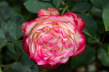 A beautiful white-pink hybrid tea rose  Nostalgie blooms in the Crimea in the Aivazovskoye botanical garden. Russia. Fall. Macro.