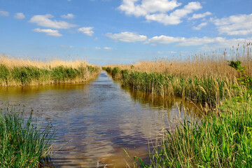 Am Neusiedler See  bei Mörbisch am See, Burgenland, Österreich