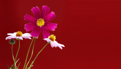 image of beautiful wildflowers close-up