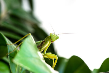 macro image of mantis nymph. stares straight. banner for inscription