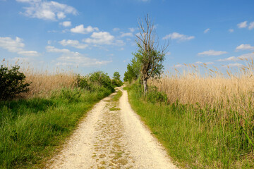 Am Neusiedler See  bei Mörbisch am See, Burgenland, Österreich