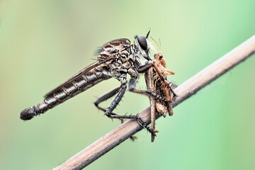 a robberfly eating a grasshopper