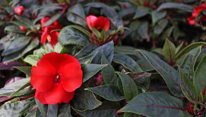 image of beautiful wildflowers close-up