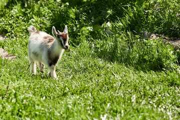 Naklejka na ściany i meble a small, frisky, playful goat, white and gray with horns frolicking on the lawn with the grass at midday in the summer