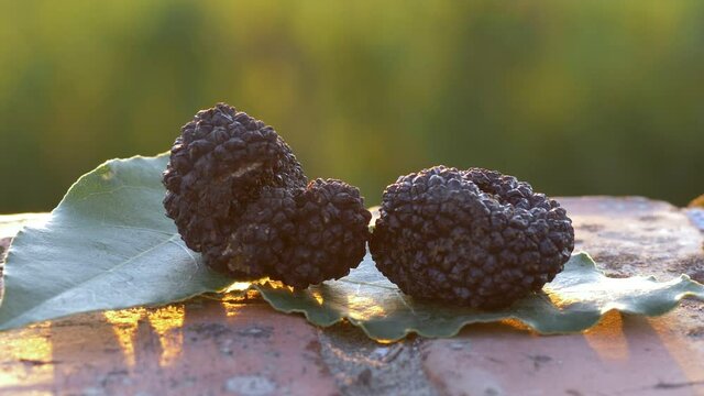 summer black truffle on leaf 