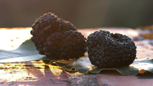 summer black truffle on leaf 