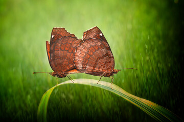 butterfly matting on leaf