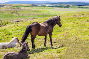 Fototapeta premium Portrait of a horse with a brown mane
