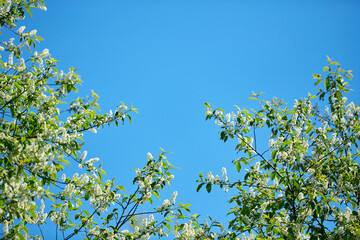 Branches of cherry blossoms against a clear blue sky