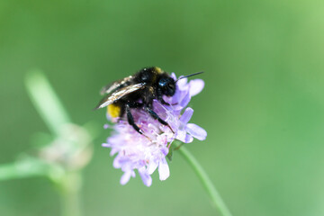 bee, pszczoła, kwiat, insekt, makro,