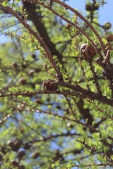 larch cones in the Park