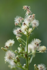 kwiat dmuchawce © jacekstagun